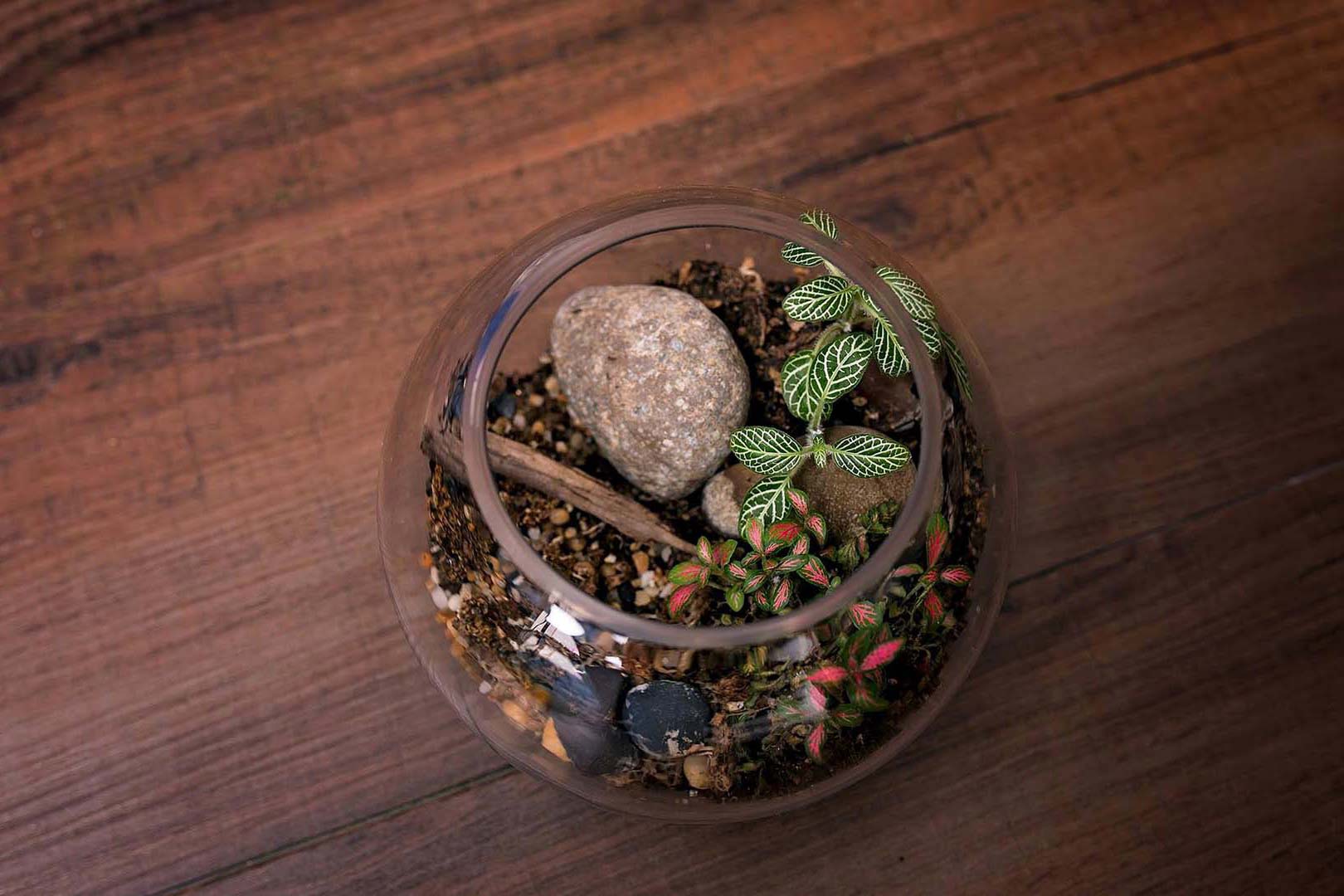 Terrariums